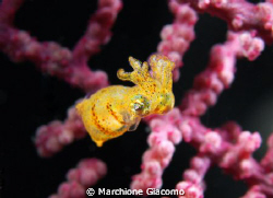 Tiny cuttlefish yellow
Nikon D200. 60 micro, twin strobo... by Marchione Giacomo 